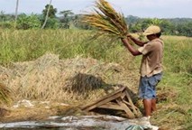 The Crop-cutting survey