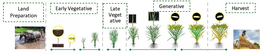 The Phenological Stages Of Rice Crop